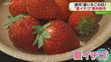 「浦河町の特産品“夏イチゴ”　7月15日は…夏いちごの日「すごくいい香り」図書館の来館者に無料配布」の画像1