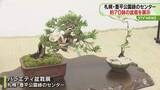 「多種多様…バラエティ盆栽展　見事な枝からミニ盆栽約70鉢　札幌・豊平公園緑のセンターで開催」の画像1