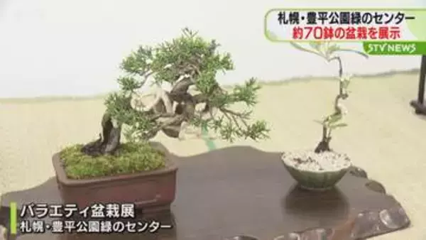 多種多様…バラエティ盆栽展　見事な枝からミニ盆栽約70鉢　札幌・豊平公園緑のセンターで開催