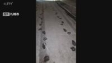 【速報】雪の上にまっすぐ歩いたクマの足跡が…目撃など通報相次ぎ警戒続く　札幌市中央区宮の森