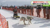 「“犬たちの甲子園”と呼ばれる犬ぞりレースが開幕　「全国犬ぞり稚内大会」　北海道稚内市」の画像1