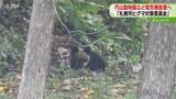 「市街地のヒグマ対策「母数が多くなっている」出没数過去最多…注意地区は藻岩山・羊ケ丘周辺　札幌市」の画像1