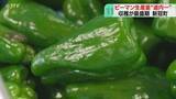 「甘みがあり生でもおいしい　生産量道内一のピーマン収穫　新冠町で最盛期迎える　北海道」の画像1