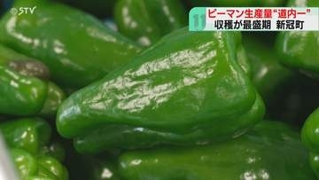 甘みがあり生でもおいしい　生産量道内一のピーマン収穫　新冠町で最盛期迎える　北海道