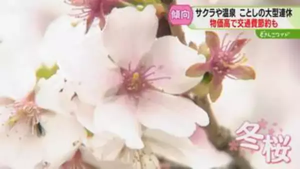 【ＧＷ】ことしは最大１２連休　交通費節約し旅先で楽しむスタイル人気　松前の開花予想は１３日