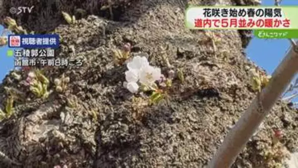 五稜郭公園では桜の花も　札幌はことし一番の暖かさ　強風に注意…家の周り片付けるなど対策を　北海道
