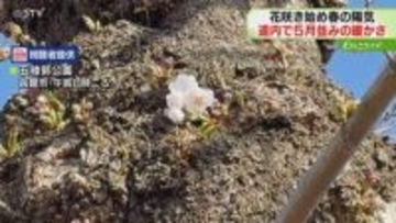 五稜郭公園では桜の花も　札幌はことし一番の暖かさ　強風に注意…家の周り片付けるなど対策を　北海道