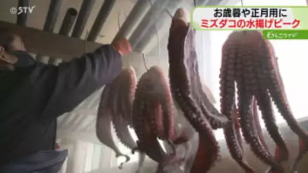 広げると１メートル以上…ミズダコの水揚げ・出荷ピーク「品質いいので年末年始に」北海道苫前町
