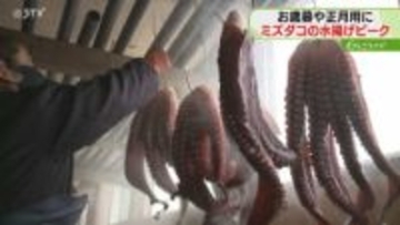 広げると１メートル以上…ミズダコの水揚げ・出荷ピーク「品質いいので年末年始に」北海道苫前町