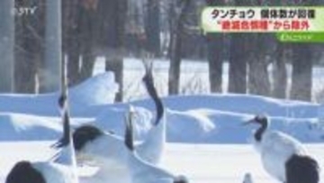 タンチョウの個体数回復うけ絶滅危惧種から除外　レッドリスト公表「生息数の状況は注視したい」環境省