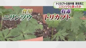 トリカブト食中毒で男性死亡　ニリンソウと誤って食べたか　嘔吐物などから有毒成分検出　北海道