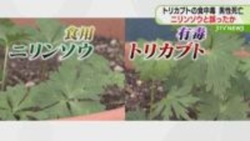 トリカブト食中毒で男性死亡　ニリンソウと誤って食べたか　嘔吐物などから有毒成分検出　北海道