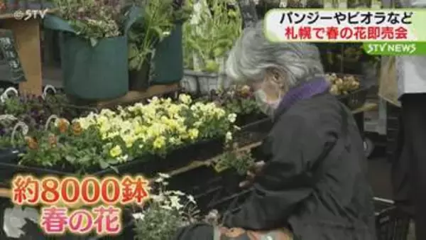パンジー・ビオラなど「春の花」即売会　札幌