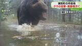 「「あそこまで来たんですか？」クマの目撃・フン発見相次ぐ　住宅近くに“足跡”も　北海道湧別町」の画像1