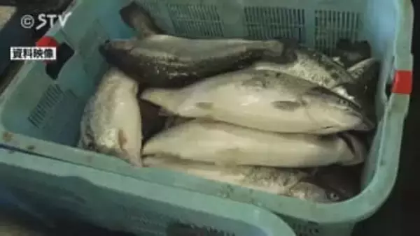 イワシの群れが原因か？トラウトサーモン大量死　水中の酸素濃度は通常の半分以下に…上ノ国町