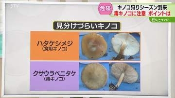 【解説】毒キノコで食中毒　見分けるポイントはどこに　毎年のように発生…注意呼びかけ　北海道