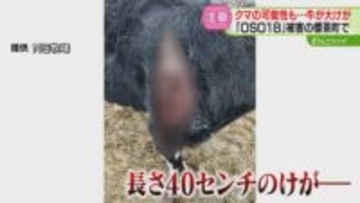 クマに襲われたか？牛に傷跡　OSO18駆除された標茶町「農家は警戒している」クマ痕跡は見つからず