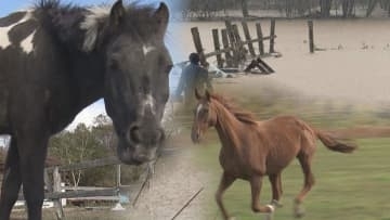 「負けていられない」競走馬が余生過ごす養老牧場　豪雨災害に見舞われても“再起”めざし奮闘　北海道白老町