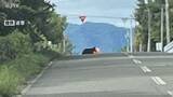 「100メートル先にクマ 女性運転手が発見するもその後不明 北海道砂川市」の画像1