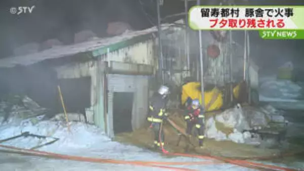 留寿都村で豚舎1棟が燃える　豚舎では約300匹を飼育　一部のブタが取り残される　北海道