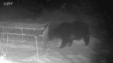 箱わなをひっくり返すヒグマ　ガバメントハンターなど人材確保へ　猟友会らと情報交換　北海道