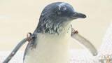 「３月生まれのペンギンのひながプールデビュー！「AOAO SAPPORO」で愛称を募集　来月１１日発表」の画像1
