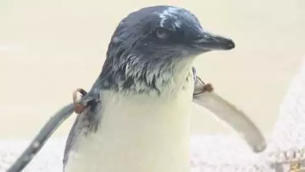 ３月生まれのペンギンのひながプールデビュー！「AOAO SAPPORO」で愛称を募集　来月１１日発表