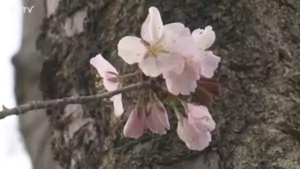 【速報】北海道も春本番 桜が可憐な花咲かせ札幌・帯広でも開花を発表 いずれも記録的な早さ