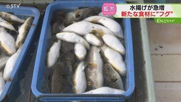 10年前に比べて５倍に増加 「フグ」を北海道の食材に…　すすきので提供する飲食店も