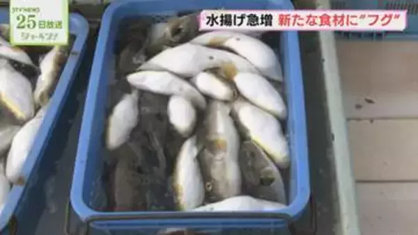 10年前に比べて５倍に増加 「フグ」を北海道の食材に…　すすきので提供する飲食店も