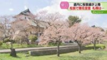 平年より14日早い開花宣言…「松前のサクラ、ここにあり」“桜前線”が北海道上陸　札幌でも