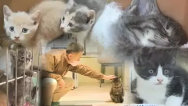 保護猫活動が直面する“物価高”　120万円赤字の月も　命を守る使命とやりがい…持続可能性は　北海道