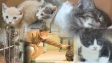 保護猫活動が直面する“物価高”　120万円赤字の月も　命を守る使命とやりがい…持続可能性は　北海道
