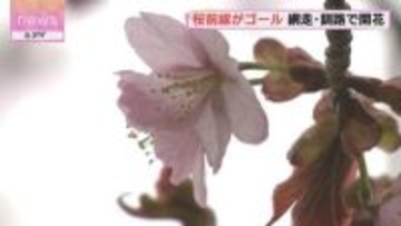 日本列島縦断…桜前線ゴール　網走と釧路で相次ぎ開花発表
