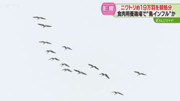 「2つ目の山場始まっている」鳥インフルエンザに注意　渡り鳥が活発に往来　鶏肉への影響懸念
