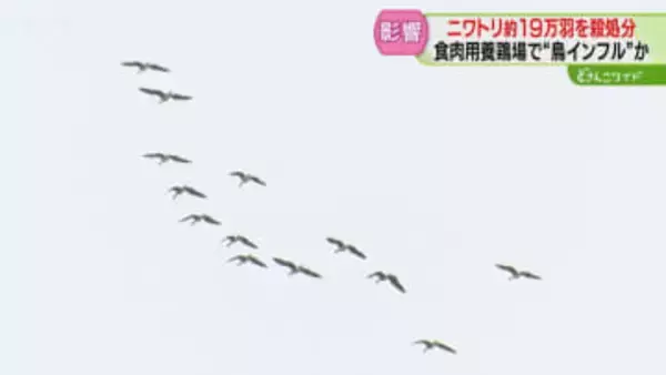 「2つ目の山場始まっている」鳥インフルエンザに注意　渡り鳥が活発に往来　鶏肉への影響懸念