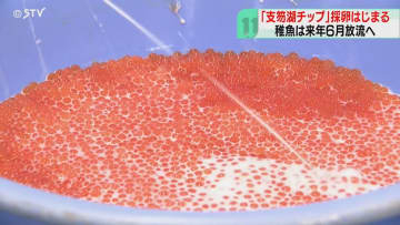 “支笏湖チップ”の採卵作業「来年の卵確保できて一安心」ふ化した約1万5000匹の稚魚放流予定
