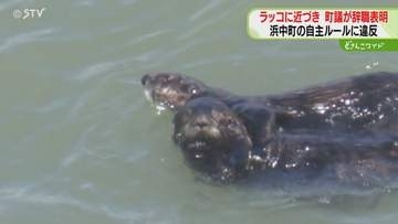「ラッコに負担かけお詫び」漁船で近づいた町議が辞職へ　生育環境を守るため…町の禁止行為　北海道