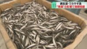 網走湖でワカサギ漁始まる　“青潮”影響で資源が減少　漁期が短縮…氷下漁も休漁に　北海道