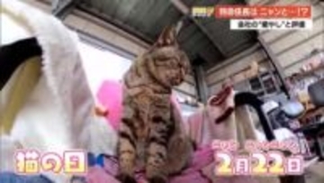 “ニャン”と給与アップの打診も！元・野良猫の“トラ”が特命係長に就任　社員も思わずメロメロに【高知】