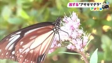 “旅するチョウ”「アサギマダラ」飛来数が激減《30匹→1匹》に　原因は秋まで続く暑さ【高知】