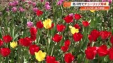 北川村『モネの庭』が開園　色鮮やかなチューリップ2万本が春を告げる【高知】