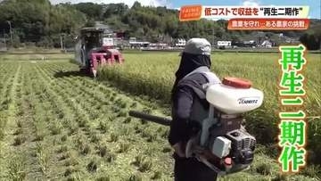 高知のコメ農家が「再生二期作」で収益増へ　米価下落・コスト高・猛暑の“トリプルパンチ”