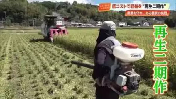 高知のコメ農家が「再生二期作」で収益増へ　米価下落・コスト高・猛暑の“トリプルパンチ”