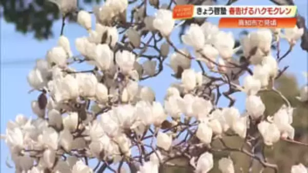 春の訪れ『啓蟄』の時期に咲く純白のハクモクレン　高知市の並木道で見頃