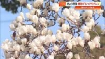 春の訪れ『啓蟄』の時期に咲く純白のハクモクレン　高知市の並木道で見頃