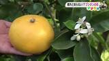 「高知名物のかんきつ《ブンタン》の花は「ほのかにさわやかな香り」　冬に向け人工授粉」の画像1