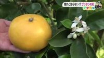 高知名物のかんきつ《ブンタン》の花は「ほのかにさわやかな香り」　冬に向け人工授粉