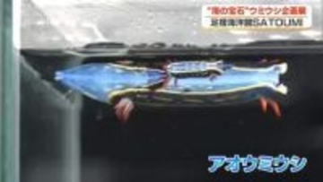 「海の宝石」ウミウシの企画展【土佐清水市】