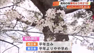 高知の桜、開花は3月21日ごろの予想　福岡に次ぎ全国2番目の早さ、満開は30日ごろの見込み